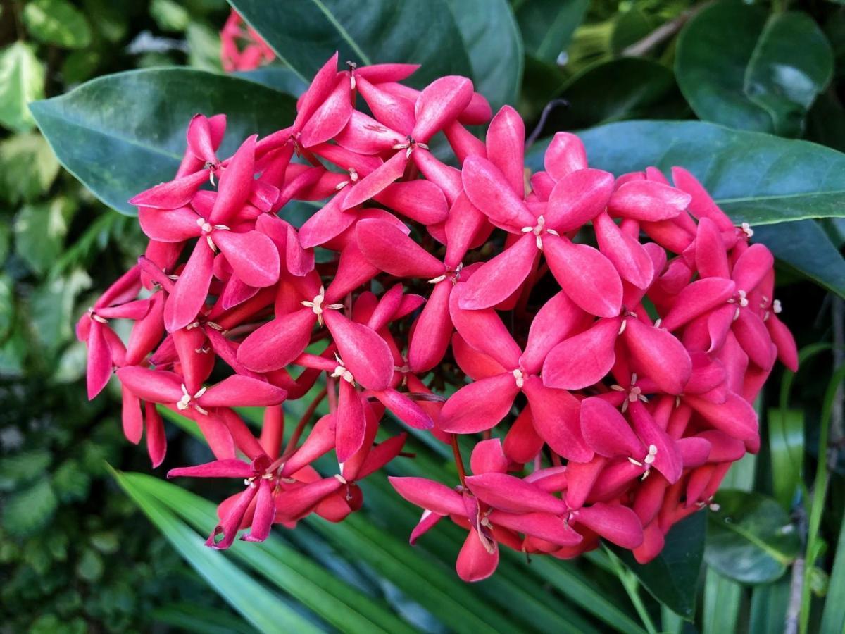 Bougainville - Hotel Pousada-Zen Salvador Eksteriør billede